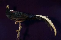 藍腹鷴藏品圖，第4張